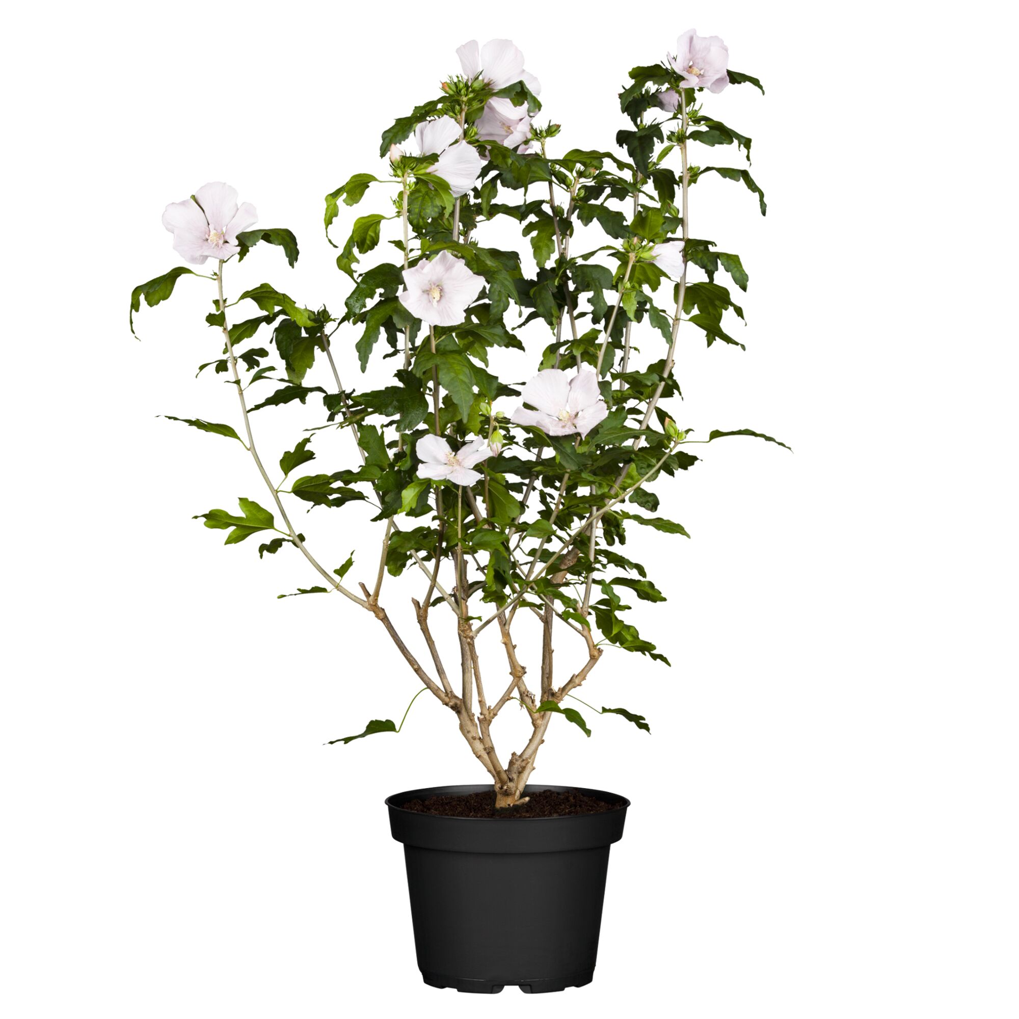 Hibiskus 'Spät Weiß' im Topf