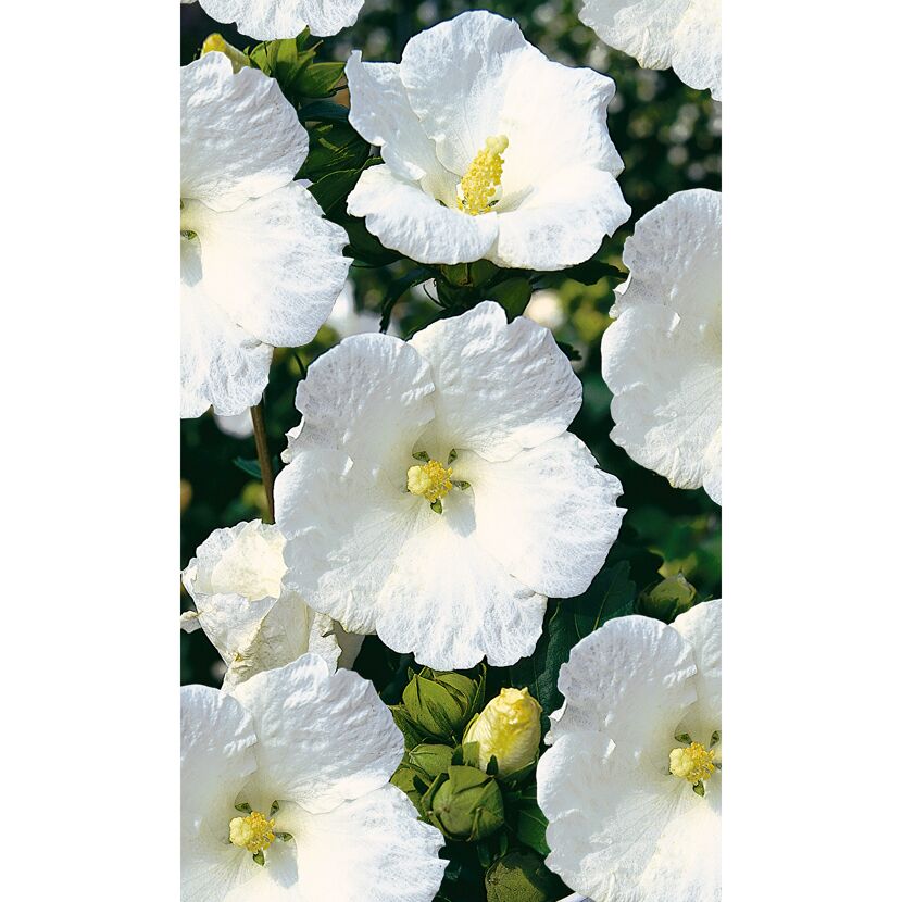 Weiße Blüten des Garteneibischs