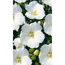 Verkleinertes Bild von Hibiskus weiß 19 cm Topf