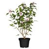 Hibiskus weiß-rot 19 cm Topf