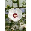Hibiskus weiß-rot 19 cm Topf