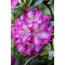 Verkleinertes Bild von Rhododendron 'Alfred', 23 cm Topf