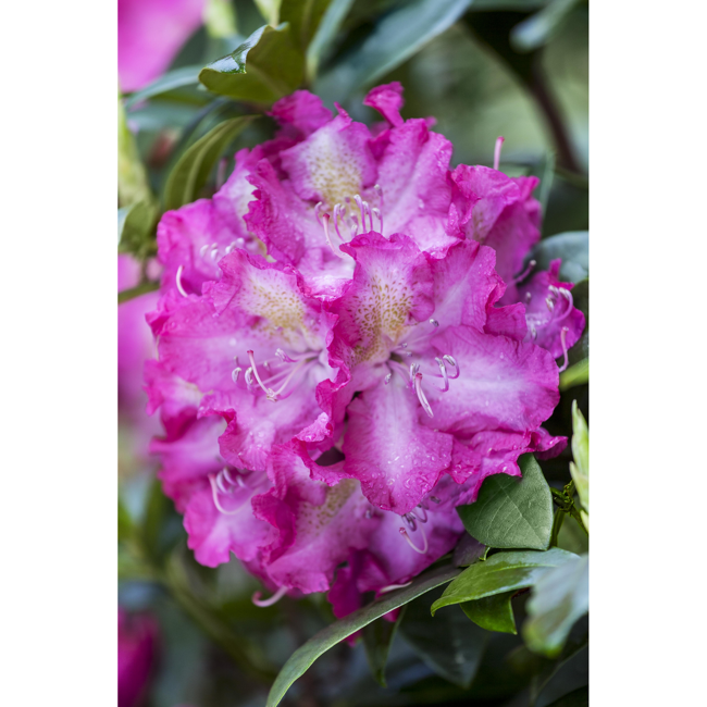 Bild von Rhododendron 'Alfred', 23 cm Topf
