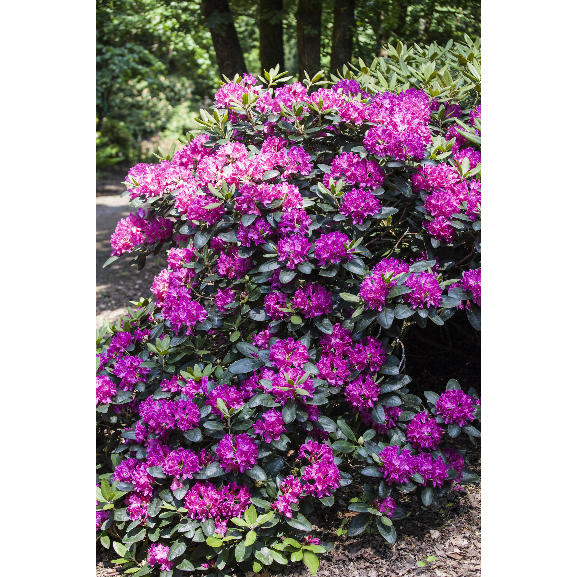 Rhododendron 'Alfred', 23 cm Topf + product picture