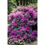 Rhododendron 'Alfred', 23 cm Topf