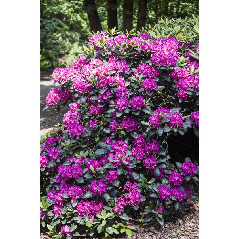 Rhododendron 'Alfred', 23 cm Topf