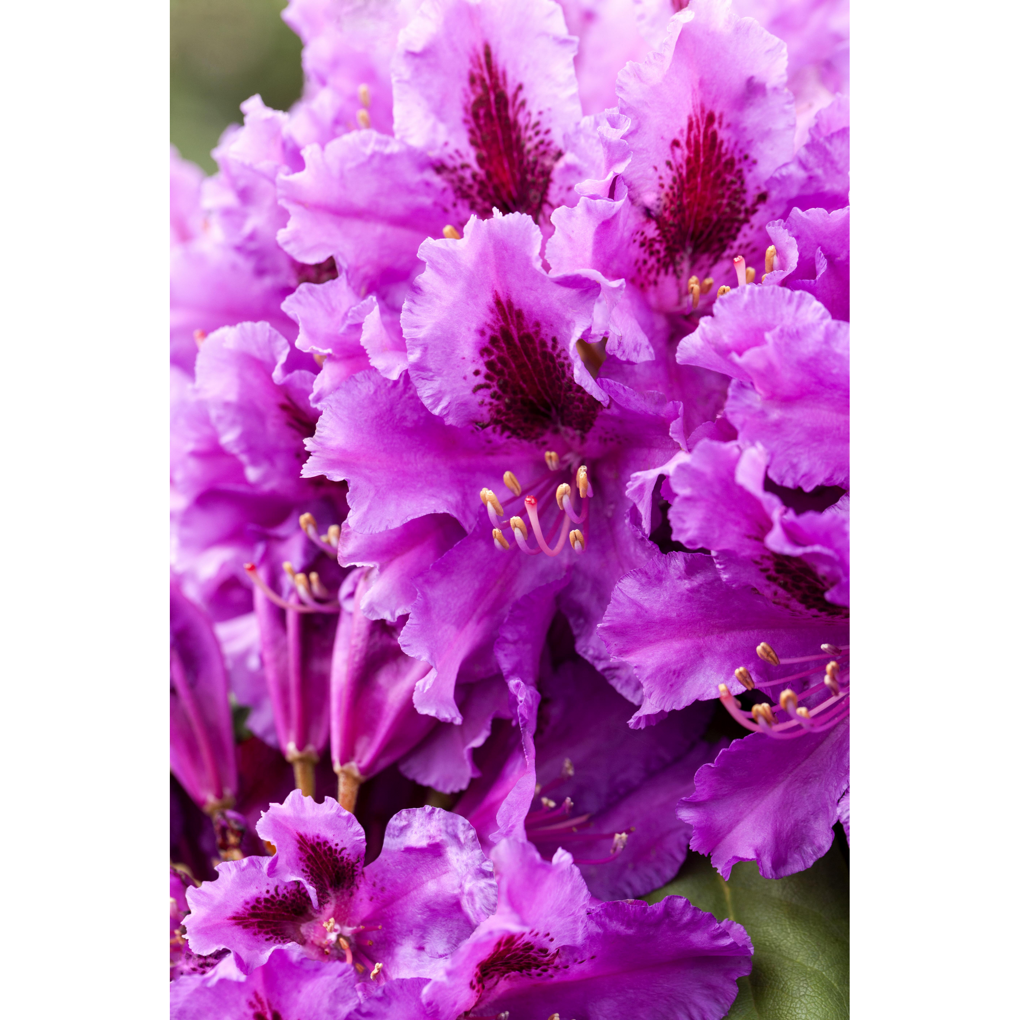 Rhododendron 'Azurro', 23 cm Topf + product picture