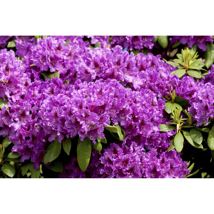 Rhododendron 'Azurro', 23 cm Topf