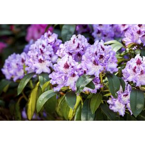 Rhododendron 'Blue Peter', 23 cm Topf