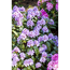 Verkleinertes Bild von Rhododendron 'Blue Peter', 23 cm Topf