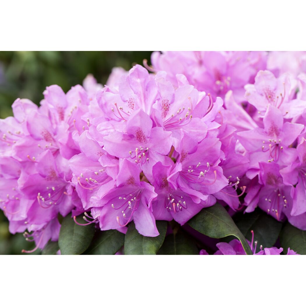 Lila Rhododendronblüten
