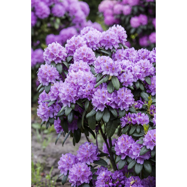 Bild von Rhododendron 'Catawbiense Grandiflorum', 23 cm Topf