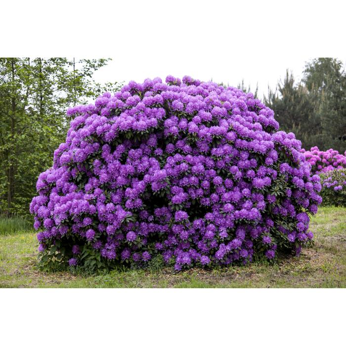 Rhododendron 'Catawbiense Grandiflorum', 23 cm Topf