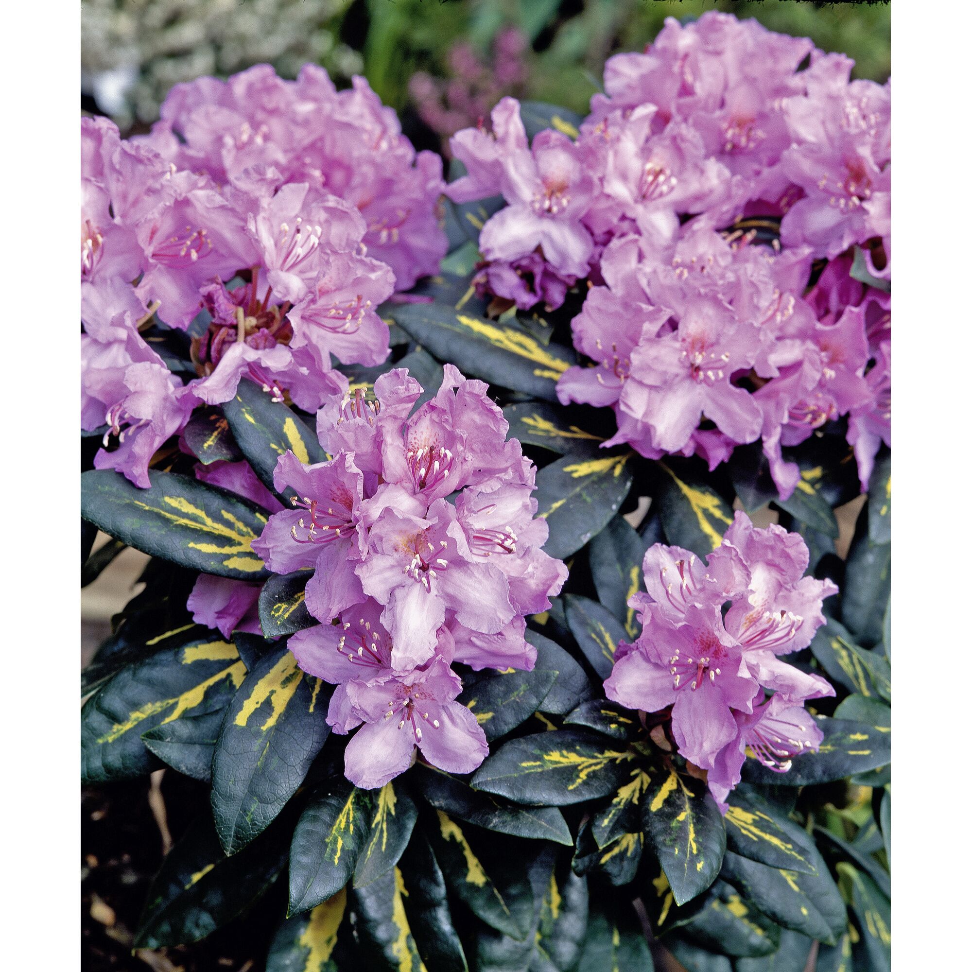 Lila Rhododendron 'Alpenrose' mit gelb-grün panaschierten Blättern