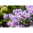 Verkleinertes Bild von Rhododendron 'Humboldt', 23 cm Topf
