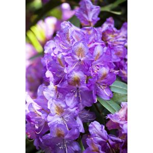 Rhododendron 'Lee's Dark Purple', 23 cm Topf