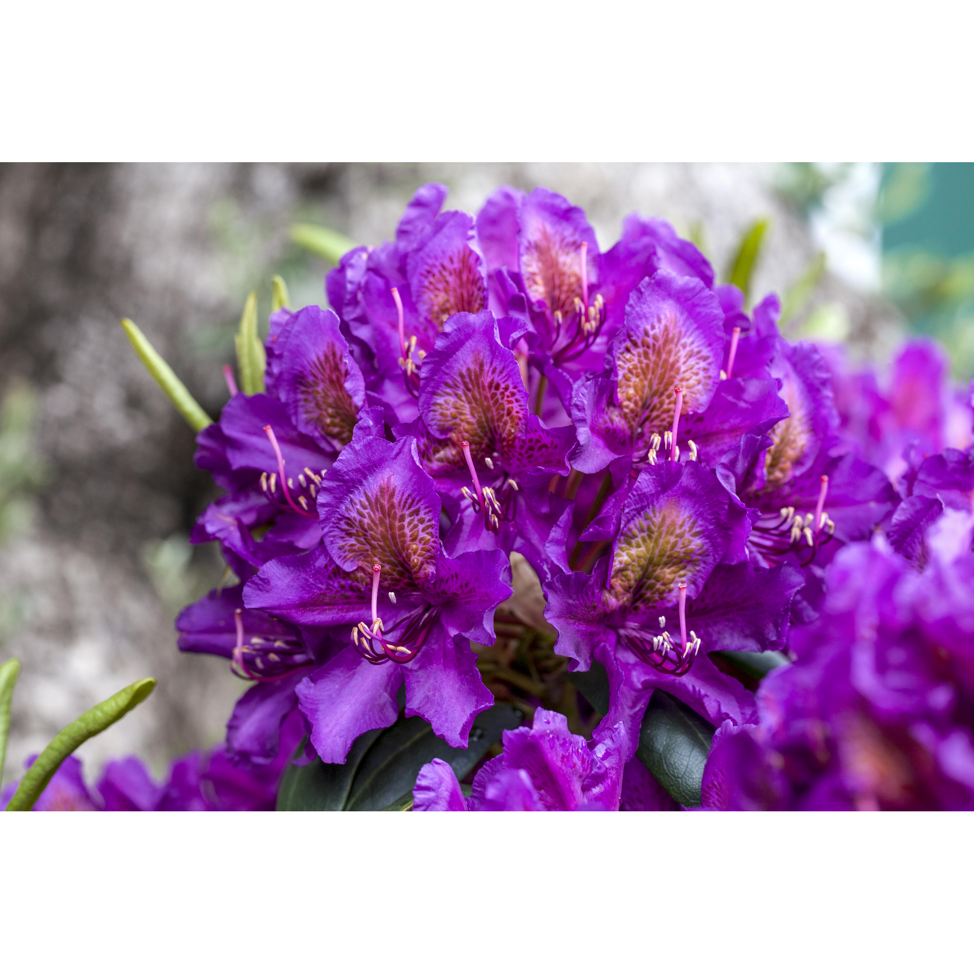 Rhododendron 'Marcel Menard', 23 cm Topf + product picture