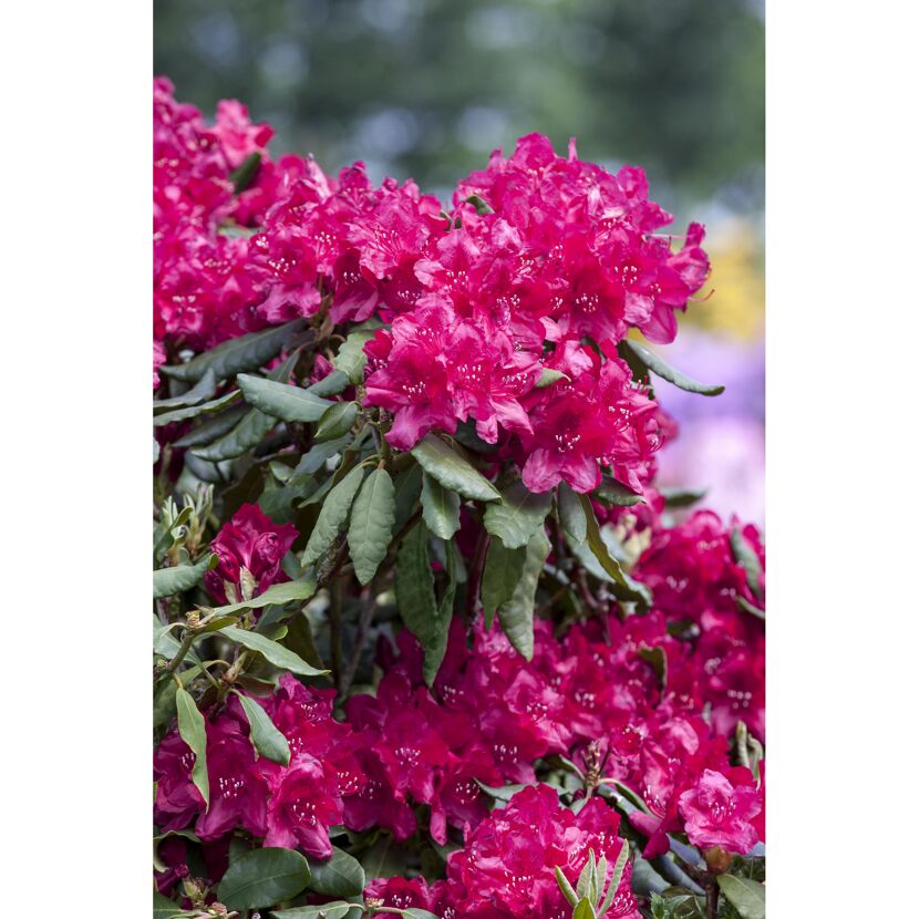 Rhododendron Hybride mit pinken Blüten