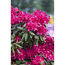 Verkleinertes Bild von Rhododendron 'Old Port', 23 cm Topf
