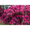 Rhododendron Hybride mit pinken Blüten
