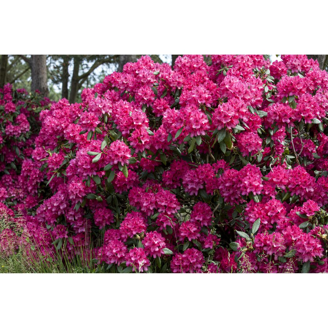 Rhododendron Hybride mit pinken Blüten