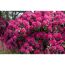 Rhododendron Hybride mit pinken Blüten