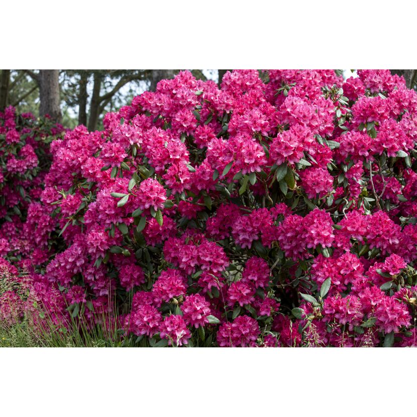 Rhododendron Hybride mit pinken Blüten