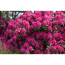 Verkleinertes Bild von Rhododendron 'Old Port', 23 cm Topf