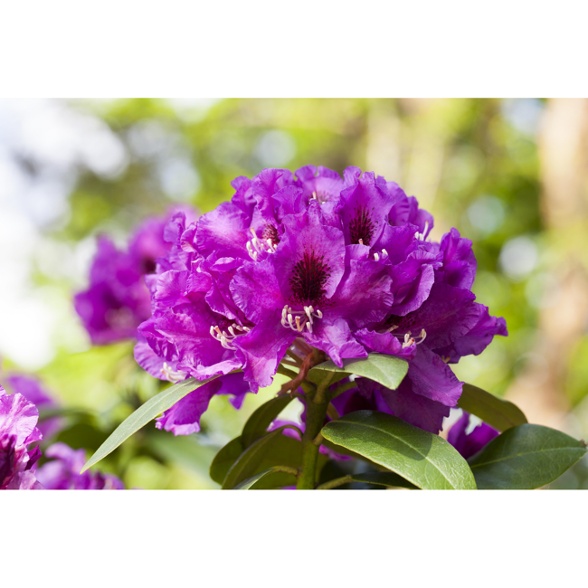 Bild von Rhododendron 'Rasputin', 23 cm Topf