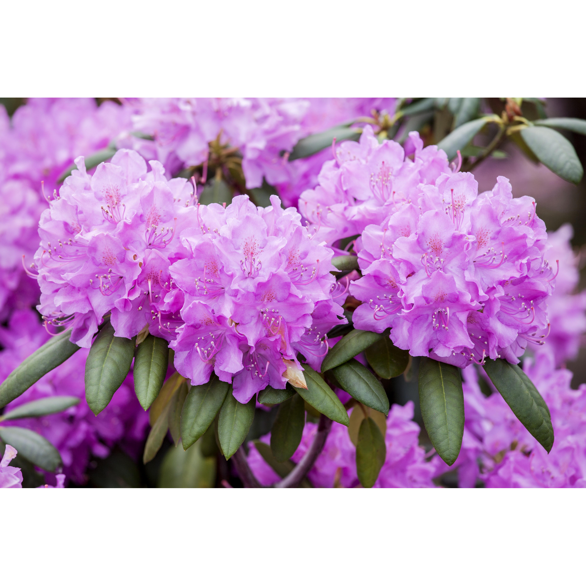 Rhododendron 'Roseum Elegans', 23 cm Topf + product picture