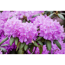 Verkleinertes Bild von Rhododendron 'Roseum Elegans', 23 cm Topf