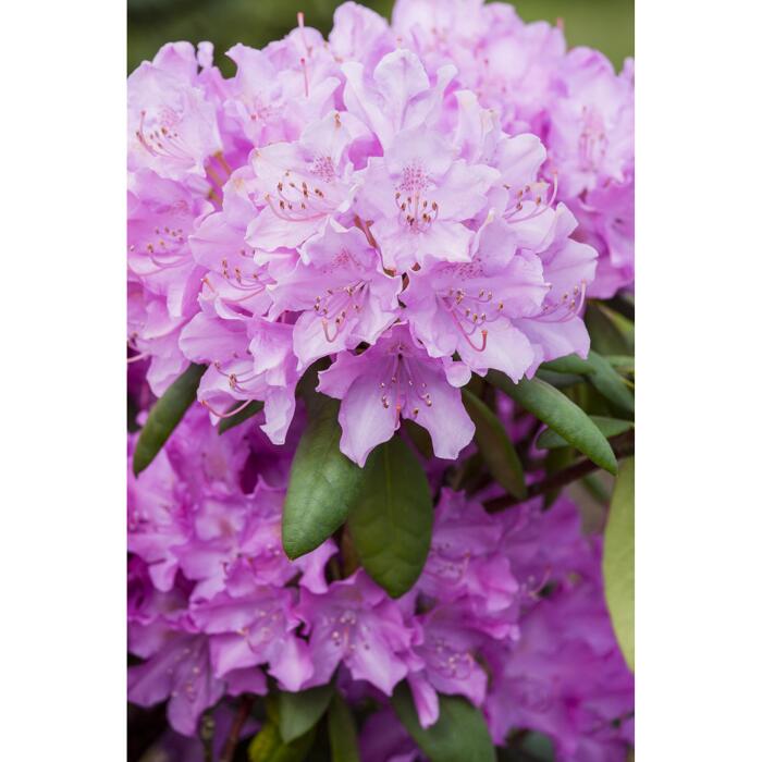 Rhododendron 'Roseum Elegans', 23 cm Topf