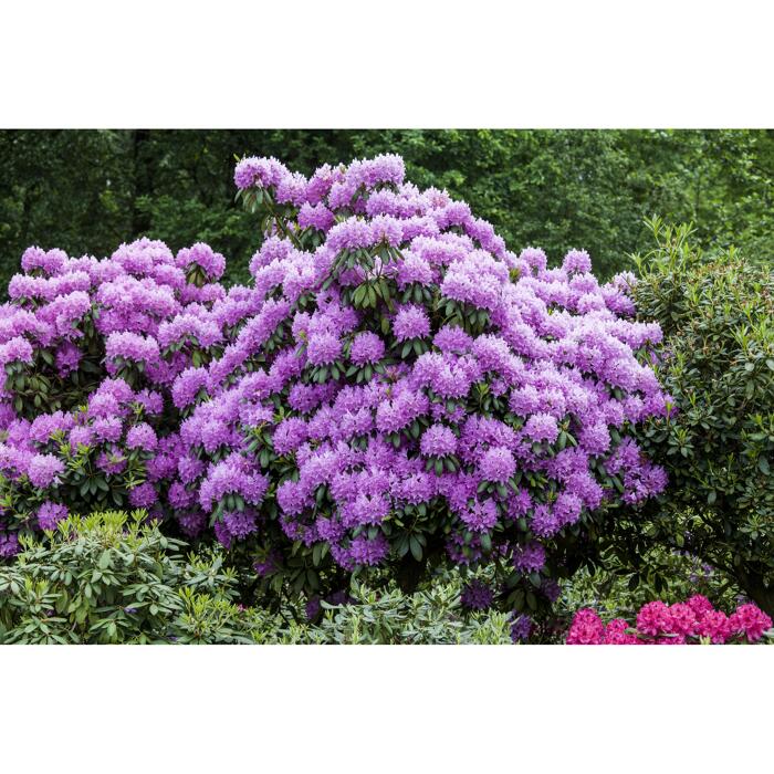 Rhododendron 'Roseum Elegans', 23 cm Topf