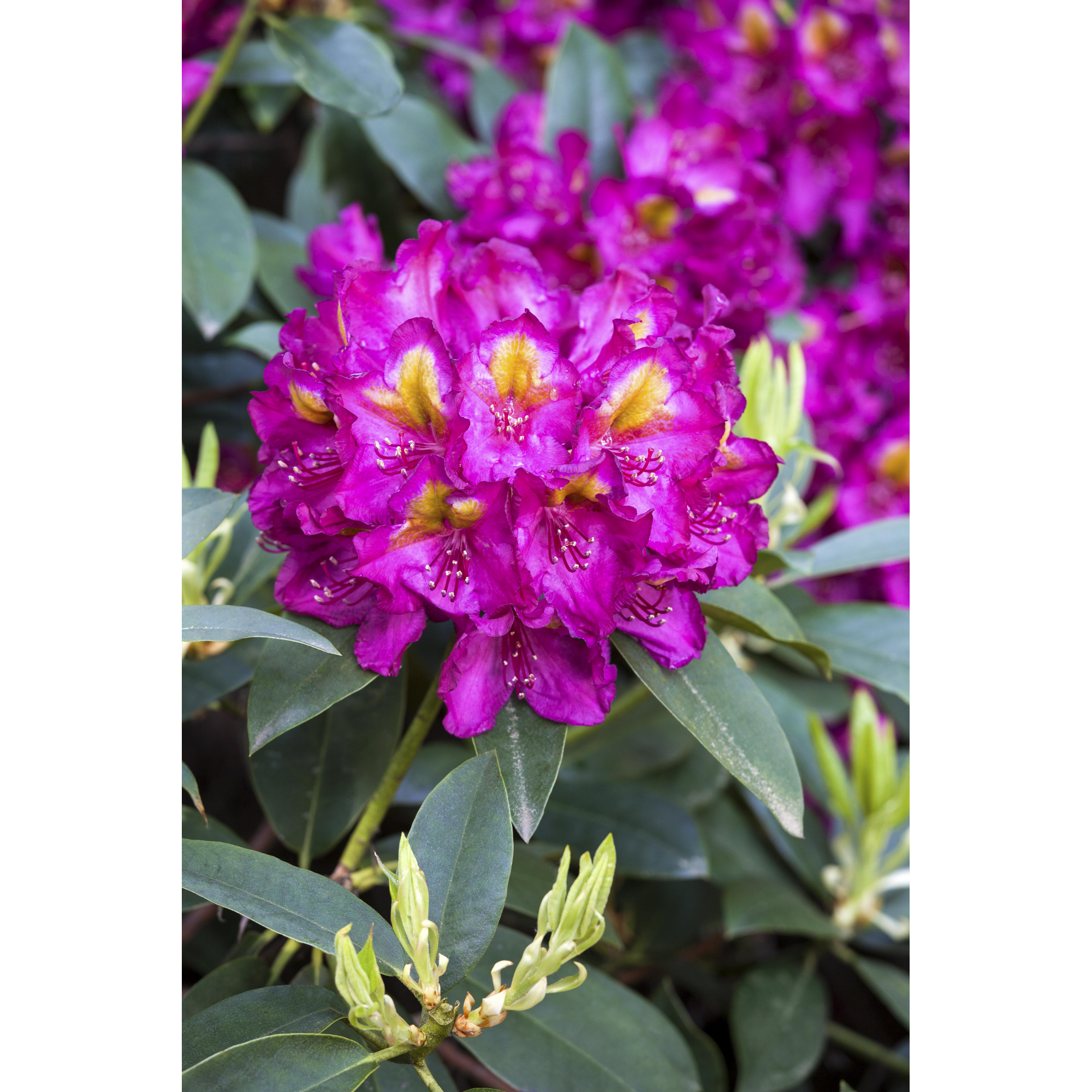 Rhododendron 'Tamarindos', 23 cm Topf + product picture