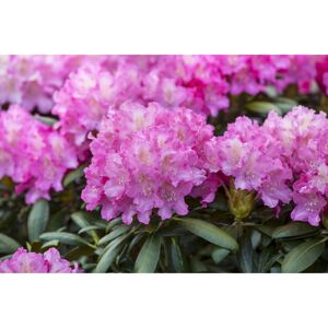 Rhododendron 'Anastasia®', 23 cm Topf