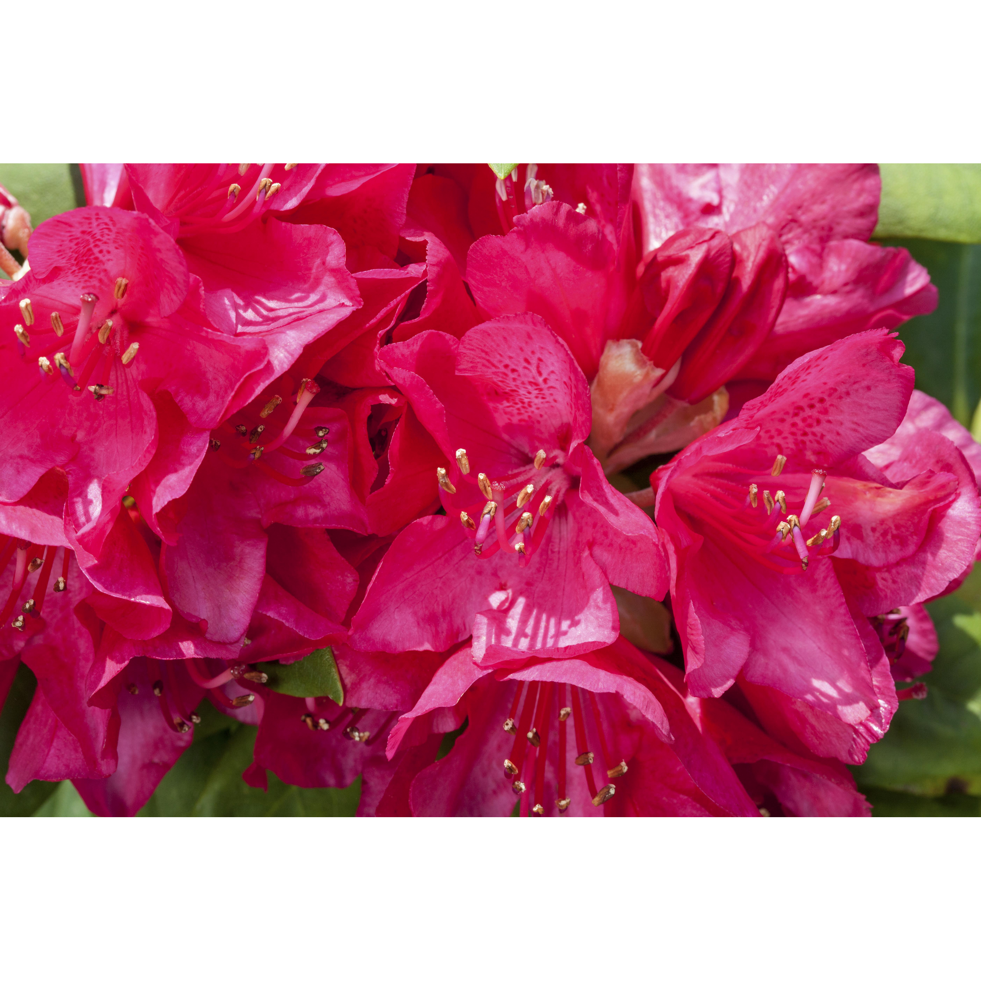 Rhododendron 'Anna Rose Whitney', 23 cm Topf + product picture