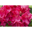 Verkleinertes Bild von Rhododendron 'Anna Rose Whitney', 23 cm Topf
