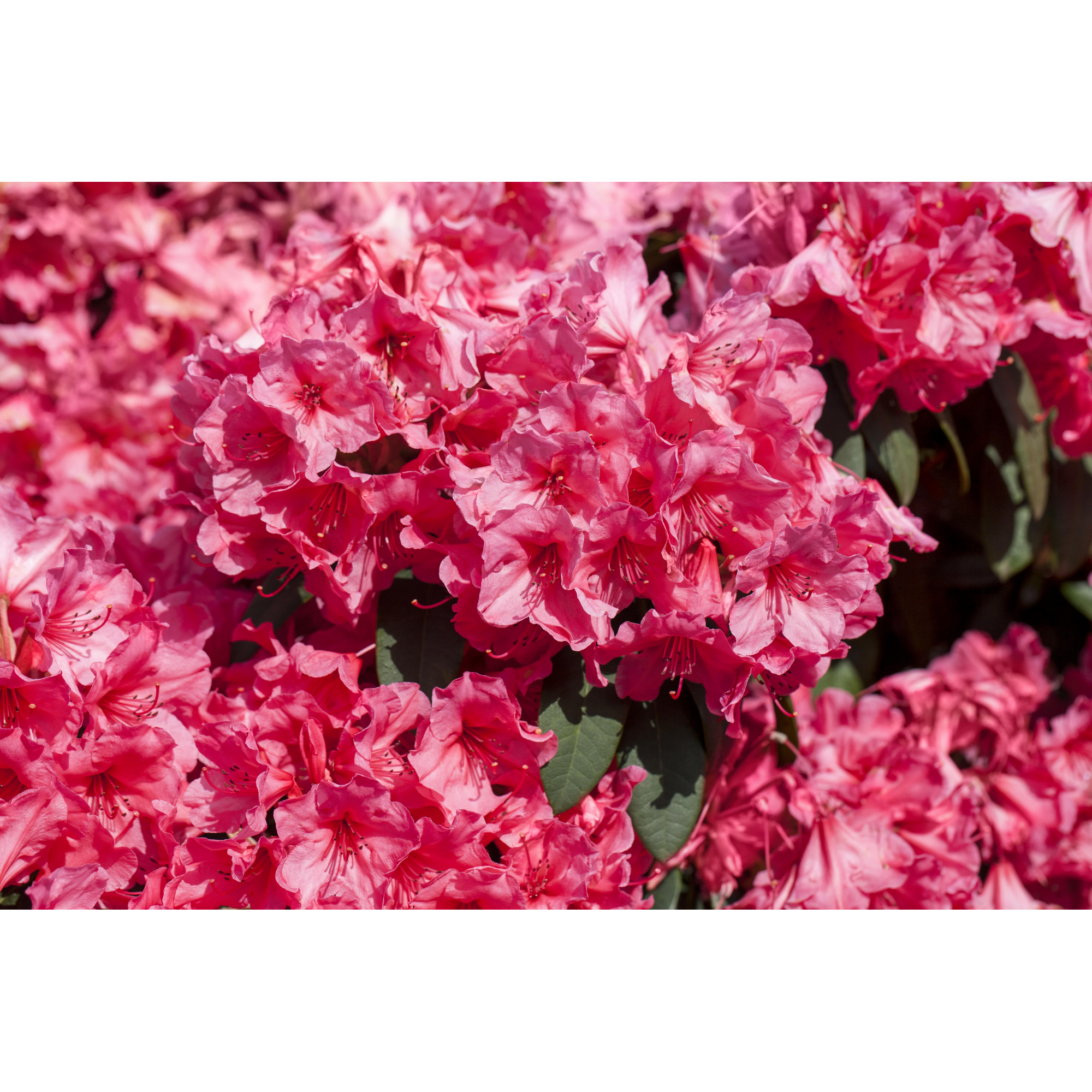 Rhododendron 'Anna Rose Whitney', 23 cm Topf + product picture