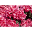 Verkleinertes Bild von Rhododendron 'Anna Rose Whitney', 23 cm Topf