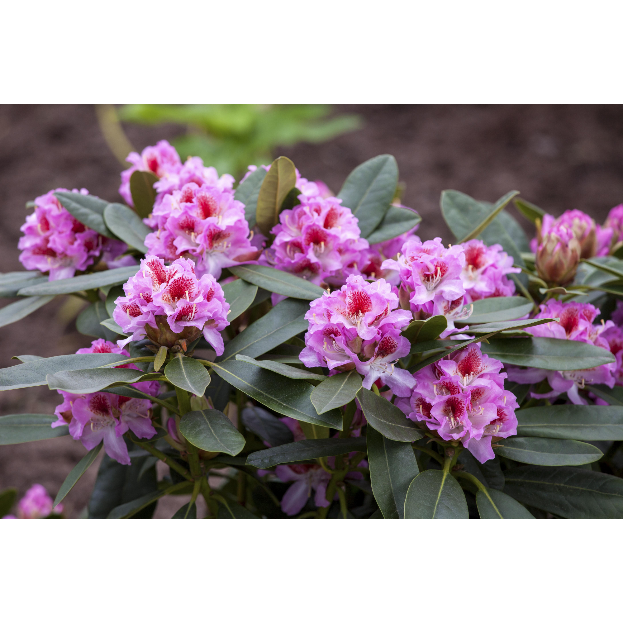 Rhododendron 'Belami®', 23 cm Topf + product picture