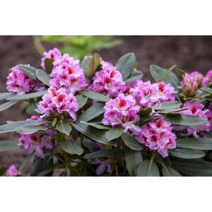 Rhododendron 'Belami®', 23 cm Topf