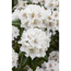 Verkleinertes Bild von Rhododendron 'Bellini', 23 cm Topf