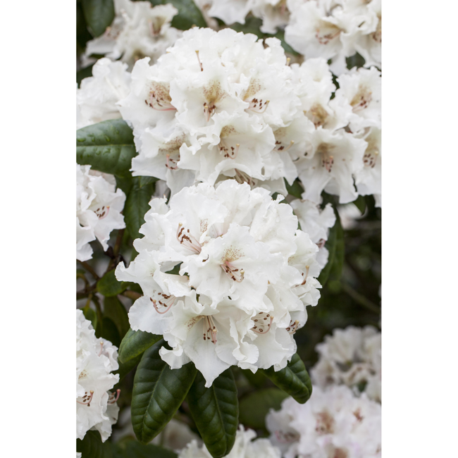 Bild von Rhododendron 'Bellini', 23 cm Topf