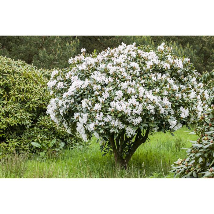 Rhododendron 'Bellini', 23 cm Topf