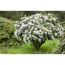 Verkleinertes Bild von Rhododendron 'Bellini', 23 cm Topf