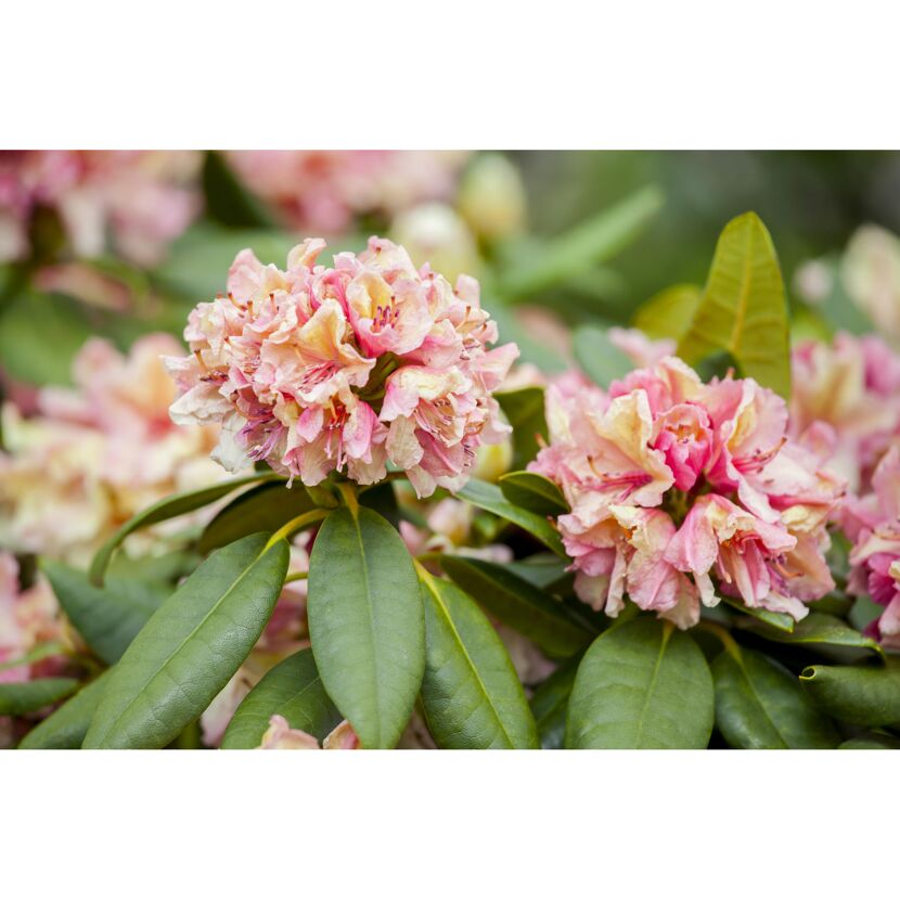 Rosa Rhododendronblüten mit grünen Blättern