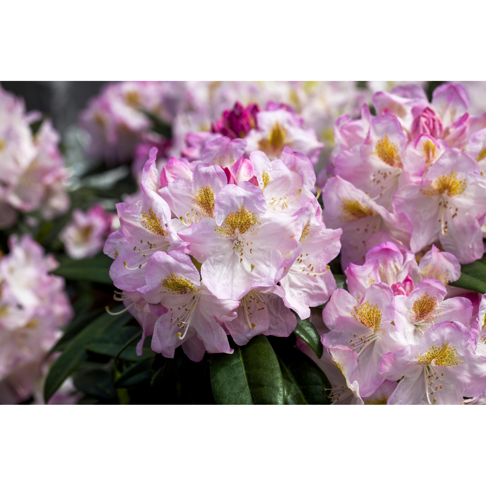 Rhododendron 'Brigitte', 23 cm Topf + product picture