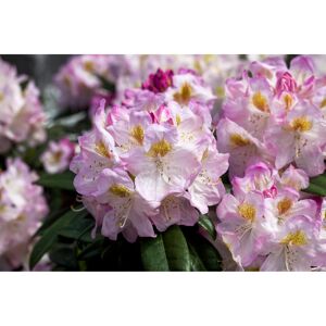 Rhododendron 'Brigitte', 23 cm Topf