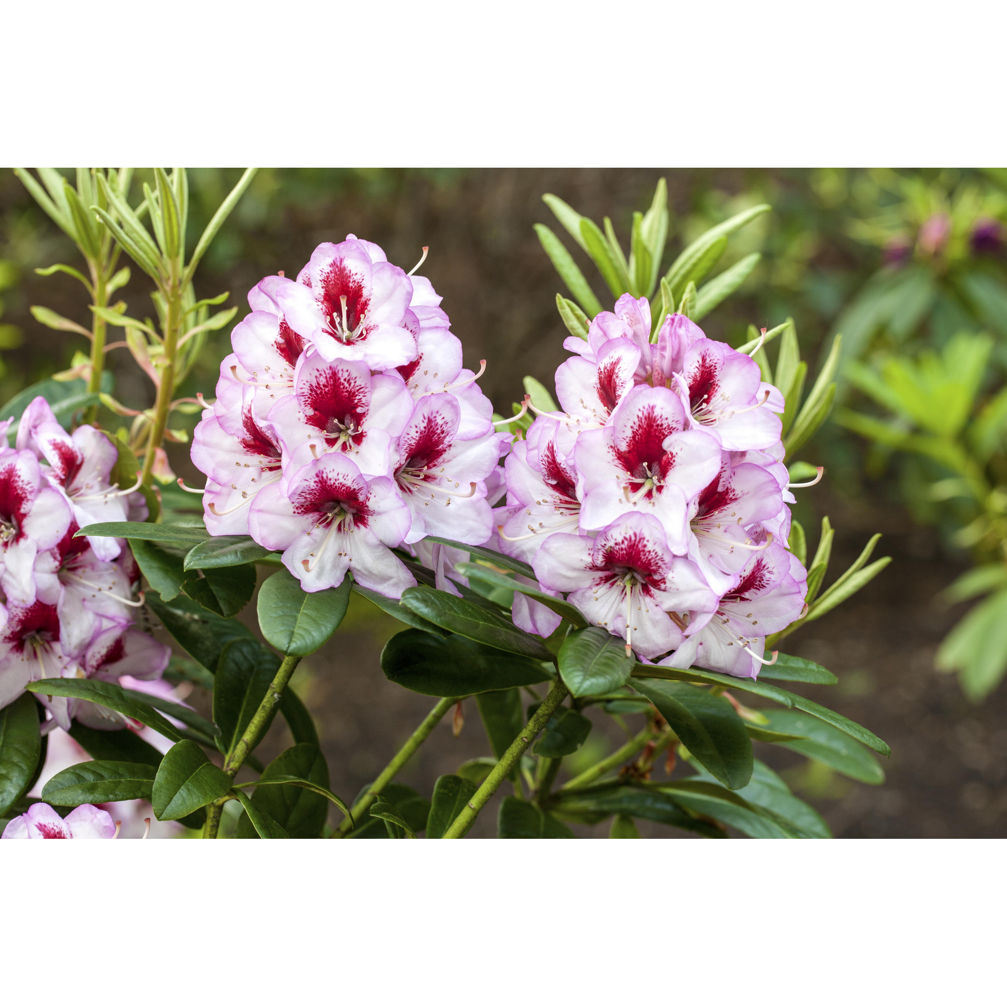 Rhododendron 'Cassata', 23 cm Topf + product picture