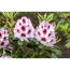 Verkleinertes Bild von Rhododendron 'Cassata', 23 cm Topf